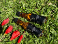 Therapeutic Pimento Oil